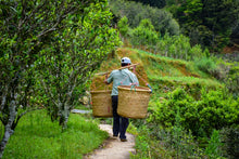 Load image into Gallery viewer, 2023 "Wudong Honey Peach Fragrance Dancong"/水蜜桃🍑单丛