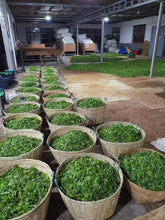 Load image into Gallery viewer, Guafengzhai Tea King Tree Ancient Tree Shengpusan 2017