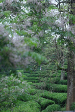 Load image into Gallery viewer, 2022 Small Wu Yi Rou Gui/小武夷肉桂。