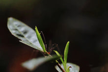 Load image into Gallery viewer, 2023 Tong Mu Guan Jin Jun Mei