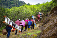 Load image into Gallery viewer, 2023 "Wudong Honey Peach Fragrance Dancong"/水蜜桃🍑单丛