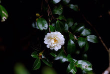 Load image into Gallery viewer, Wuyishan rock tea Huang Qi (黄奇)