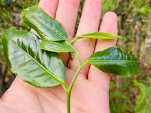 Load image into Gallery viewer, 2021 Xi Gui Dan Zhu Ancient Tree Puer Sheng Tea(2021年昔归单株古树茶)