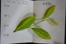 Load image into Gallery viewer, White Cockscomb - 白鸡冠 (Bai Ji Guan) 50g