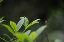 Load image into Gallery viewer, Peach Kernel Aroma Fenghuang Dancong Oolong/凤凰单丛桃仁香