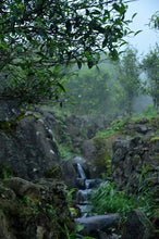 Load image into Gallery viewer, Lao Cong Wu Dong PeachFragrant Dan Cong