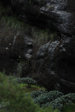 Load image into Gallery viewer, 2022 Cao Xie Xian Rou Gui (草鞋仙肉桂)