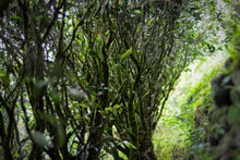 Load image into Gallery viewer, Old tree Rou Gui (Limited sale)