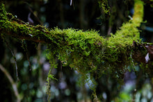 Load image into Gallery viewer, Old tree Rou Gui (Limited sale)