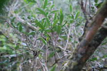 Load image into Gallery viewer, Niu Lan Keng Rou Gui/牛栏坑肉桂(二道火)