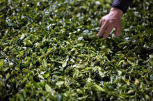 Load image into Gallery viewer, Tong Muguan "Gu Wang Keng" Lao Cong black tea / tree age 160 years old.