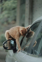 Load image into Gallery viewer, Tong Muguan "Gu Wang Keng" Lao Cong black tea / tree age 160 years old.