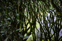 Load image into Gallery viewer, Old tree Rou Gui (Limited sale)