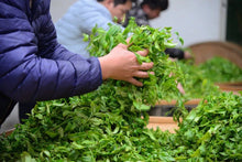 Load image into Gallery viewer, “Lao Cong Zhi Lan Xiang” Phoenix dancong oolong/老枞芝兰香