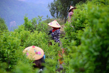 Load image into Gallery viewer, Oolong Tea "Phoenix Dancong Osmanthus Fragrance"桂花香单丛