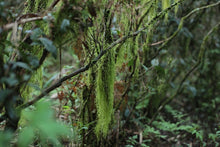 Load image into Gallery viewer, Charcoal Bai Hao Yin Zhen