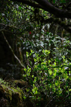 Load image into Gallery viewer, “Lao Cong Zhi Lan Xiang” Phoenix dancong oolong/老枞芝兰香