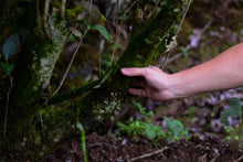 Load image into Gallery viewer, Old tree Rou Gui (Limited sale)