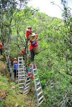 Load image into Gallery viewer, “Lao Cong Zhi Lan Xiang” Phoenix dancong oolong/老枞芝兰香