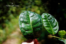 Load image into Gallery viewer, 2021 Wuyi Rock Tea Bergamot (Sydney)佛手/雪梨