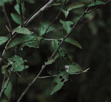 Load image into Gallery viewer, Wild White Tea - 2018