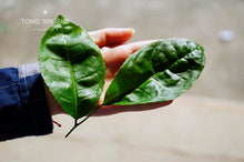 Load image into Gallery viewer, 2021 Wuyi Rock Tea Bergamot (Sydney)佛手/雪梨