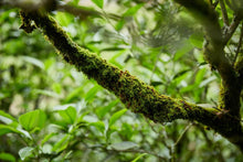 Load image into Gallery viewer, Special Grade Handmade Hui Yuan Keng Gao Cong Shui Xian