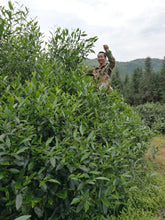 Load image into Gallery viewer, Gao Cong Shui Xian(高枞水仙)