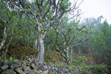 Load image into Gallery viewer, Phoenix Single Cong: Lao Cong Duck Feces Fragrance "Silver Flower Fragrance"