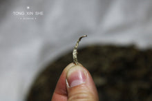 Load image into Gallery viewer, 2009 Old White Tea Peony King