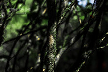 Load image into Gallery viewer, Limited Time Event: Buy 1 Get 1 Free. 2020 Ecological Gao Cong Shui Xian(高枞水仙)