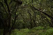 Load image into Gallery viewer, "100 Years + Old Cong Narcissus"100+百年老枞水仙