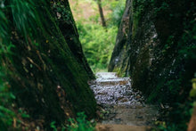 Load image into Gallery viewer, Zou Ma Lou Zheng Yan Rou Gui “半盏时光”