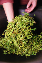 Load image into Gallery viewer, White Cockscomb - 白鸡冠 (Bai Ji Guan) 50g