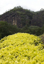 Load image into Gallery viewer, 2022“白鸡冠/White Cockscomb /Bai Ji Guan)