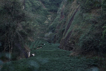 Load image into Gallery viewer, Wuyi Mountain Rock Tea Huang Jin Gui "Golden Gui"