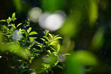 Load image into Gallery viewer, Phoenix Dan Cong "Ginger Flower Fragrance"