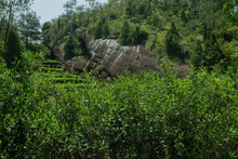 Load image into Gallery viewer, 2022 new variety of rock tea: Return of Spring(春闺)