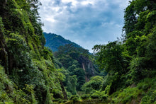 Load image into Gallery viewer, Bamboo Nest Rou Gui /竹窠肉桂