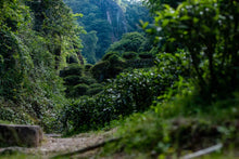 Load image into Gallery viewer, Bamboo Nest Rou Gui /竹窠肉桂