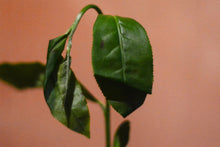 Load image into Gallery viewer, Bai Rui Xiang (百瑞香)