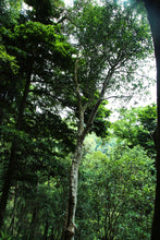 Load image into Gallery viewer, 2022 Daxueshan Ancient Tree Tea/Puer Sheng Tea