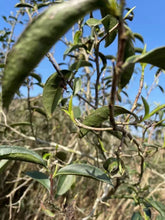 Load image into Gallery viewer, 2021 Pekoe Silver Needle Cookies/Gift Box