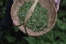 Load image into Gallery viewer, Charcoal Bai Hao Yin Zhen