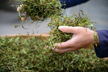 Load image into Gallery viewer, “Lao Cong Ye Lai Xiang” Phoenix dancong oolong/老枞夜来香