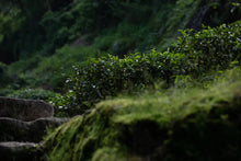 Load image into Gallery viewer, Bamboo Nest Rou Gui /竹窠肉桂