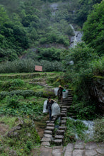 Load image into Gallery viewer, Wuyi Mountain Wilderness Rou Gui/“鹤鸣”