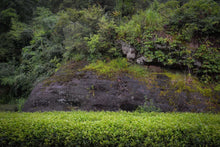 Load image into Gallery viewer, Old tree Rou Gui (Limited sale)