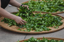 Load image into Gallery viewer, Hui Yuan Keng Gu Jing Lao Cong /忆崇安