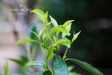 Load image into Gallery viewer, An Jiao Mi Lan Xiang /庵角蜜兰香